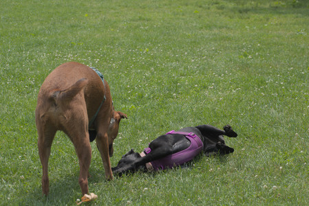 20250608_Dog park__DSC0272_.jpg