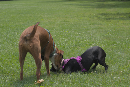 20250608_Dog park__DSC0274_.jpg