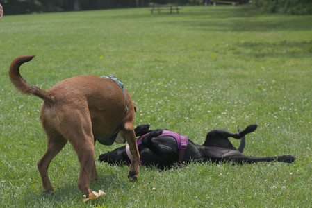 20250608_Dog park__DSC0275_.jpg