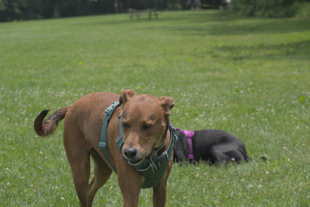 20250608_Dog park__DSC0278_.jpg