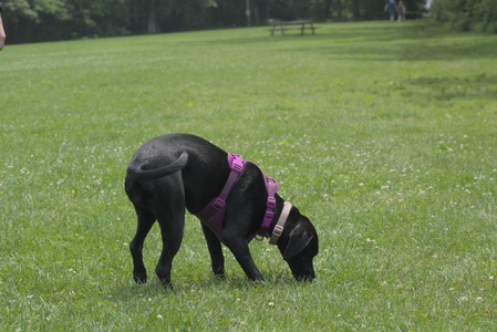 20250608_Dog park__DSC0279_.jpg