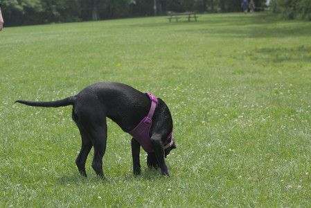 20250608_Dog park__DSC0280_.jpg