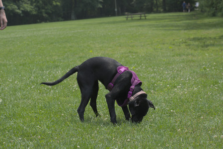 20250608_Dog park__DSC0283_.jpg