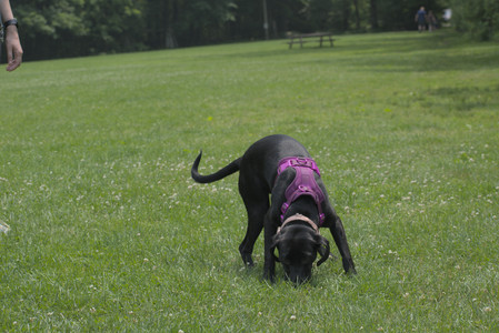 20250608_Dog park__DSC0285_.jpg
