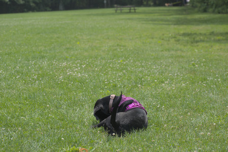 20250608_Dog park__DSC0289_.jpg