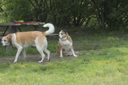 20250608_Dog park__DSC0295_.jpg