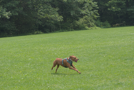 20250608_Dog park__DSC0298_.jpg