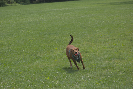 20250608_Dog park__DSC0301_.jpg