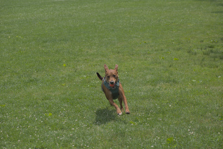 20250608_Dog park__DSC0302_.jpg