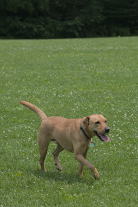 20250608_Dog park__DSC0304_.jpg