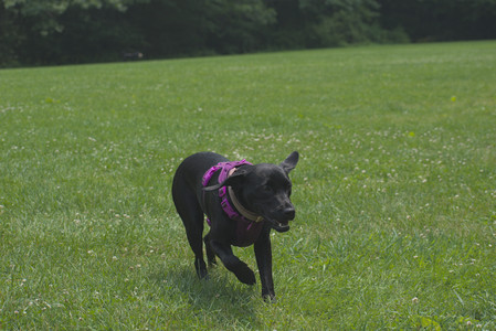 20250608_Dog park__DSC0312_.jpg