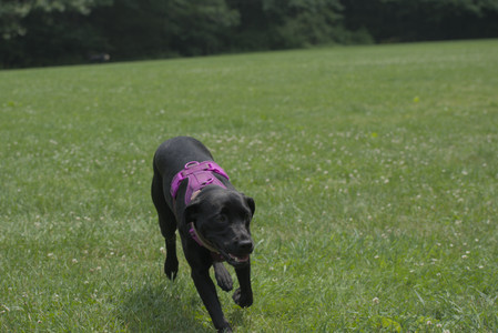 20250608_Dog park__DSC0313_.jpg