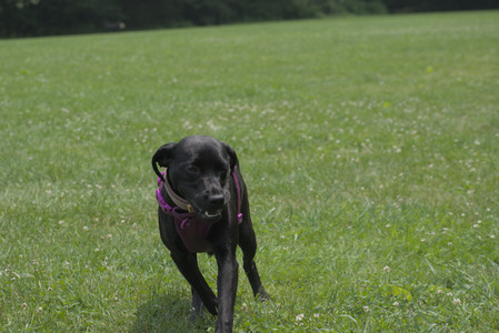 20250608_Dog park__DSC0314_.jpg