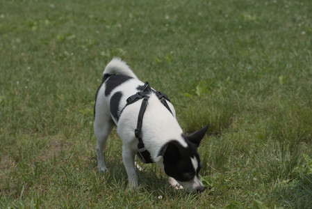 20250608_Dog park__DSC0315_.jpg