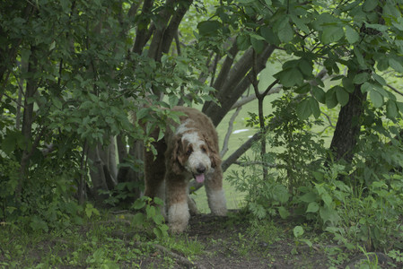 20250608_Dog park__DSC0317_.jpg