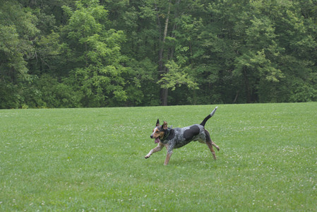 20250608_Dog park__DSC0318_.jpg