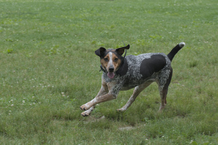20250608_Dog park__DSC0321_.jpg