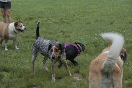 20250608_Dog park__DSC0326_.jpg