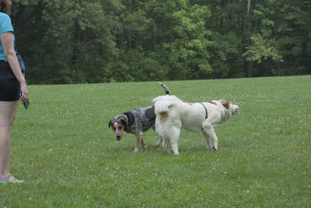 20250608_Dog park__DSC0330_.jpg