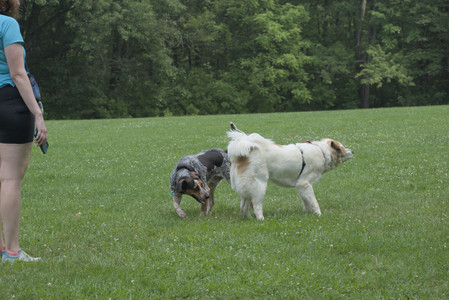 20250608_Dog park__DSC0331_.jpg