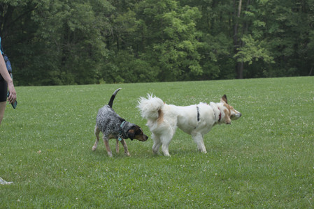 20250608_Dog park__DSC0332_.jpg