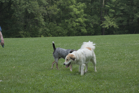 20250608_Dog park__DSC0335_.jpg