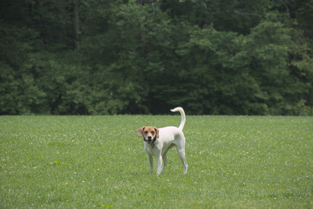 20250608_Dog park__DSC0337_.jpg