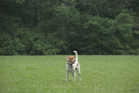 20250608_Dog park__DSC0339_.jpg