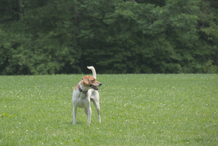 20250608_Dog park__DSC0343_.jpg