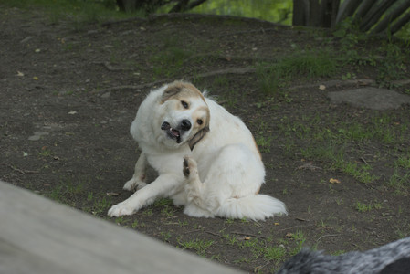 20250608_Dog park__DSC0353_.jpg