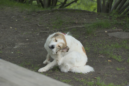 20250608_Dog park__DSC0356_.jpg