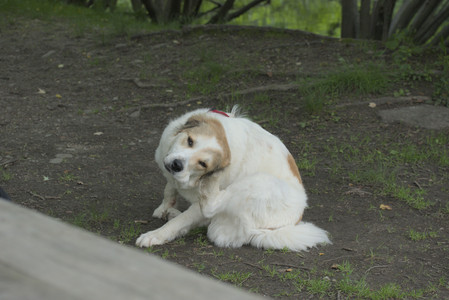 20250608_Dog park__DSC0357_.jpg