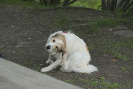 20250608_Dog park__DSC0358_.jpg