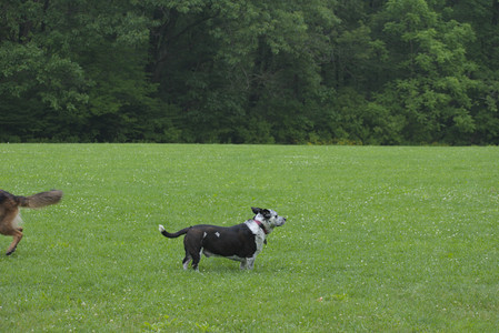 20250608_Dog park__DSC0370_.jpg