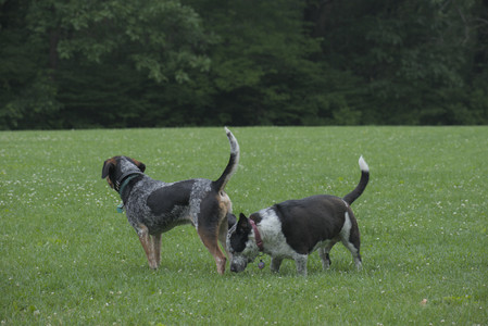 20250608_Dog park__DSC0375_.jpg