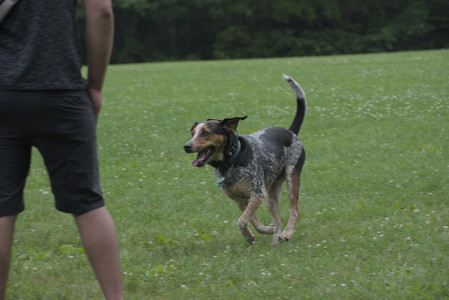 20250608_Dog park__DSC0376_.jpg