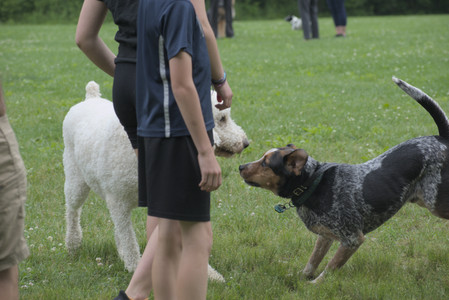 20250608_Dog park__DSC0379_.jpg