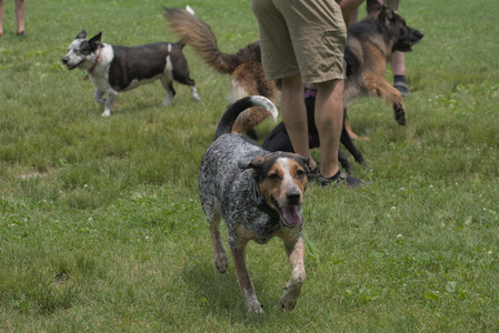 20250608_Dog park__DSC0402_.jpg