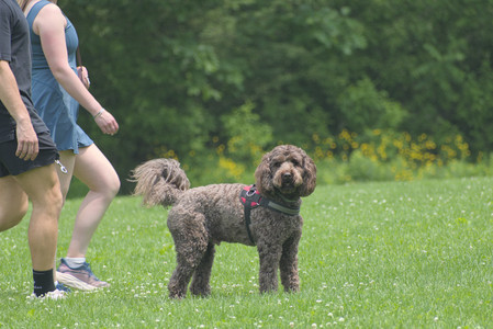 20250608_Dog park__DSC0439_.jpg