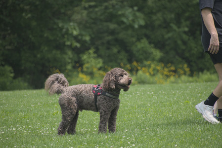 20250608_Dog park__DSC0441_.jpg