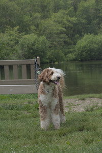 20250608_Dog park__DSC0462_.jpg