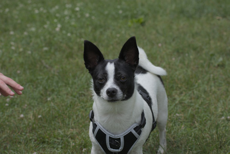 20250608_Dog park__DSC0468_.jpg