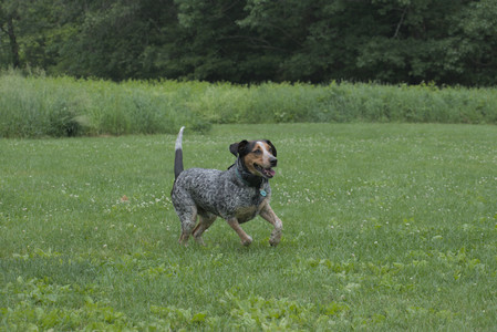 20250608_Dog park__DSC0472_.jpg