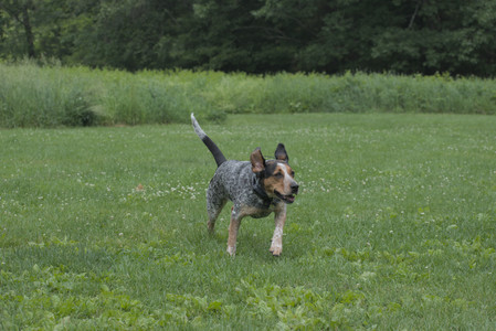 20250608_Dog park__DSC0473_.jpg