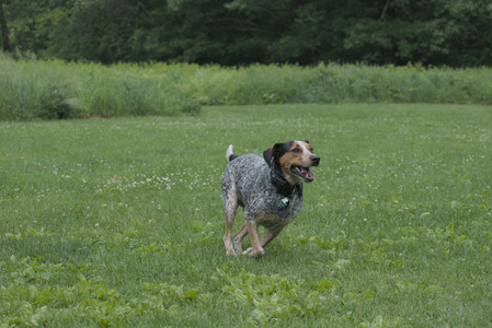 20250608_Dog park__DSC0474_.jpg