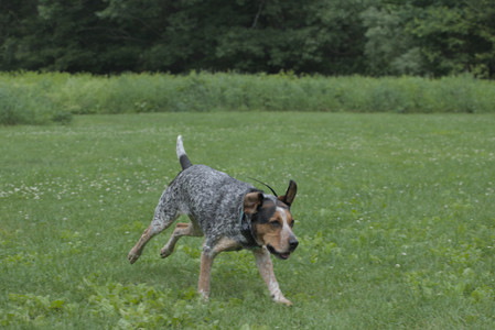20250608_Dog park__DSC0475_.jpg