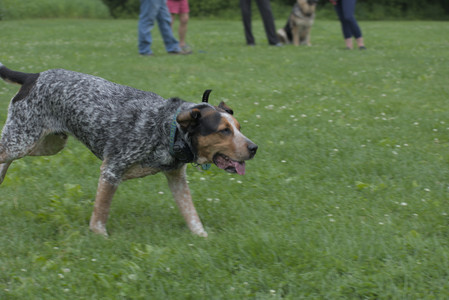 20250608_Dog park__DSC0477_.jpg