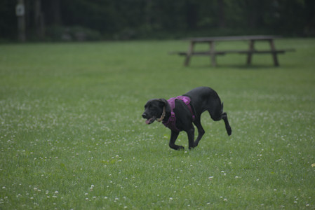 20250608_Dog park__DSC0478_.jpg