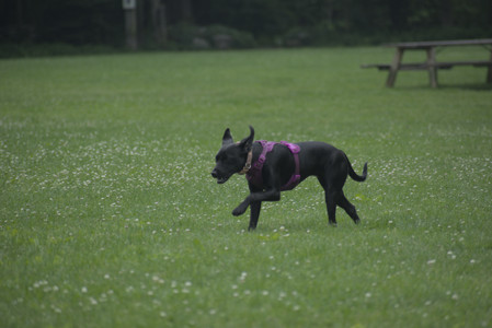 20250608_Dog park__DSC0479_.jpg
