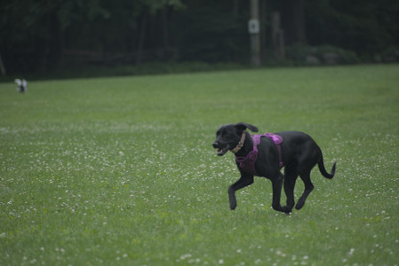 20250608_Dog park__DSC0480_.jpg